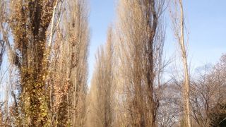 枝だけでもポプラ並木だと分かる