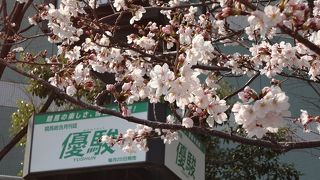 春は桜、秋は紅葉、　仁川・阪神競馬場で四季を楽しむ