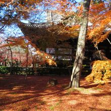 紅葉の絨毯でした。