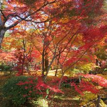 色のコントラスト。