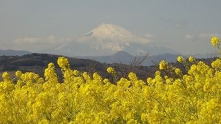 菜の花と富士山のコントラストが綺麗