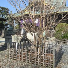 御堂脇には、三笠宮殿下・妃殿下お手植えの沙羅双樹がありました