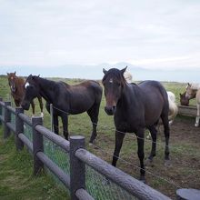 馬って意外と近くで見る機会ないですよね？