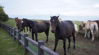 蓼科牧場には第一と第二があって…