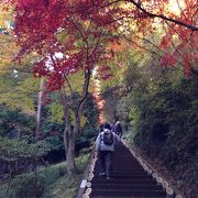 東郷神社の紅葉祭りに行ったが、公園は広かった