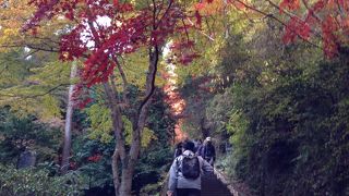 東郷神社の紅葉祭りに行ったが、公園は広かった