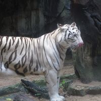 ホワイトタイガー