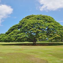 CMで有名なこの〜木なんの木