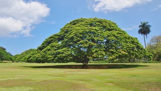 この～木なんの木♪　日立の樹