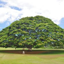 大きさが分かるかな？