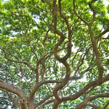 樹の下から見上げるとこんな感じ