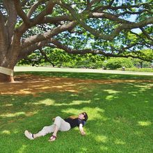 樹の下ではマイナスイオンが降り注ぎます