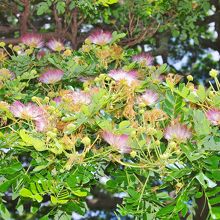 モンキーポットのきれいな花が咲いていました