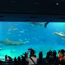 ジンベエザメが水槽内を泳ぐ姿は最高です