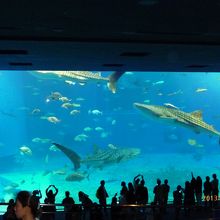 ジンベエザメが水槽内を泳ぐ姿は最高です