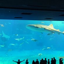 ジンベエザメが水槽内を泳ぐ姿は最高です