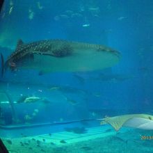 ジンベエザメが水槽内を泳ぐ姿は最高です　大きい