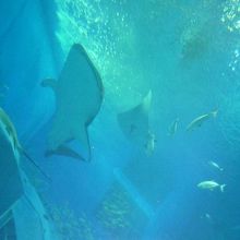 ジンベエザメが水槽内を泳ぐ姿は最高です　近づいてきた