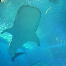 ジンベエザメが水槽内を泳ぐ姿は最高です　びっくりする大きさ
