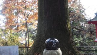 太い杉の木があるとすぐに名称つけるのだな