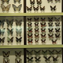 蝶もあります。他にも木、貝、植物、鉱物などあります。