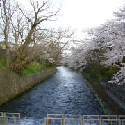 桜の季節はきれいです。