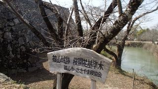 敷地内には、桜開花基準木が有ります。この基準木は、お堀の近くに有って、立派な木です。