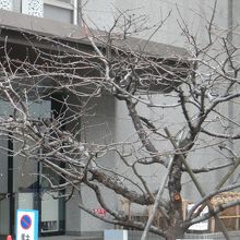 葉が落ちたリンゴの木