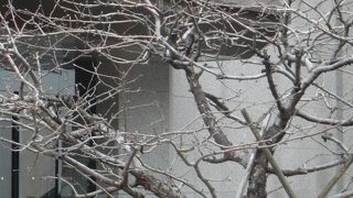 すっかり葉が落ちて冬を感じさせてくれる