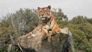 間近で見る動物に感動