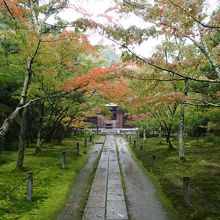 11月10日時点では３〜５分の色付き