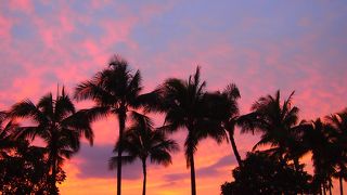 神さまみたいな木