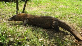 ラグナン動物園