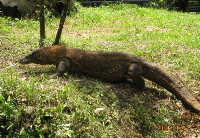 ラグナン動物園