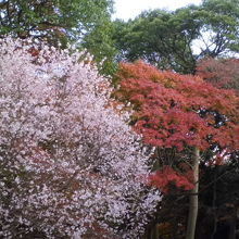 ジュウガツザクラが満開、名残のもみじとの競演