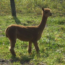 飄々と佇むアルパカさんの様子