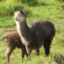 親子らしきアルパカさんにも癒されました