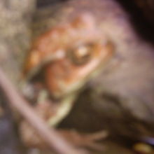 本物のカエルさんは、岩陰でひっそりと暮らしていました…（悲）