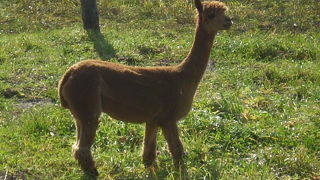 可愛い（おっかない？）アルパカが沢山見られます