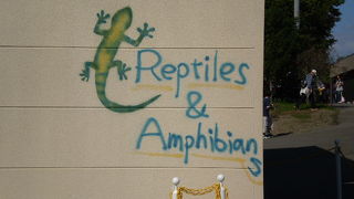 カエルさんは爬虫類館にちょっとだけいます（涙）