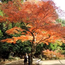 鞍馬寺霊宝殿の周りには紅葉が多い
