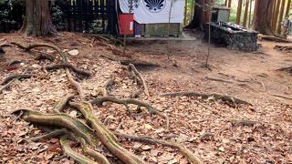 鞍馬山は至る所が木の根道 （きのねみち）