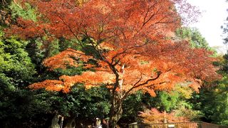 周辺は紅葉も綺麗で比叡山なども望めます