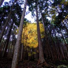 山門から本堂までの木立