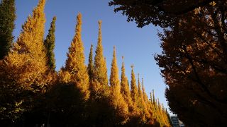 ここの銀杏最高です。