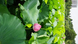 蓮を見るならここです。