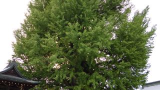 国指定天然記念物になっています