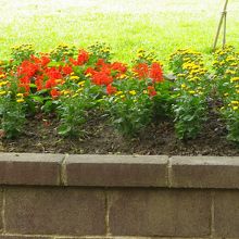 花壇にお花が咲いていました