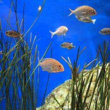 青い海・・・引き込まれそう！！