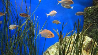 小さなお子さん連れにいいですよ！！